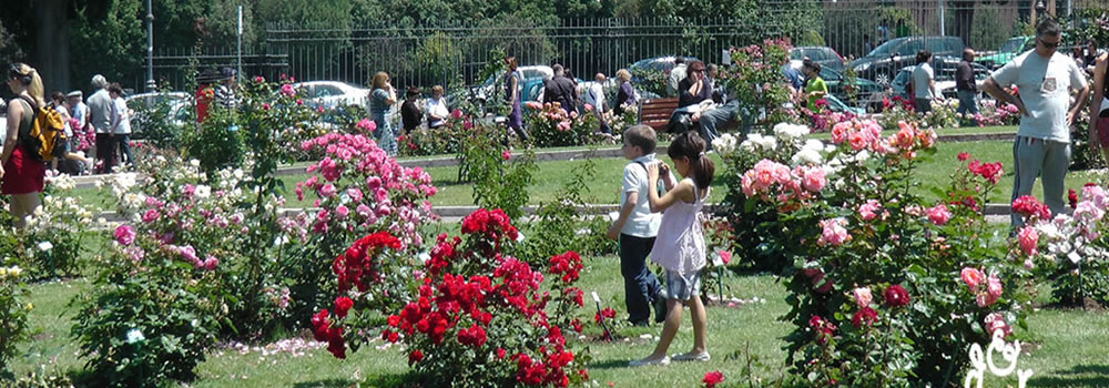 Apertura del Roseto comunale a Roma: passeggiata tra una vasta carietà di rose