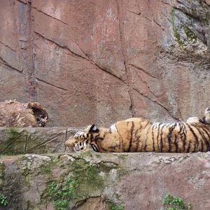 Scopriamo il giardino zoologico di Roma