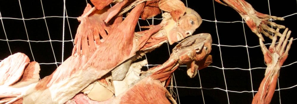 Body Worlds a Roma: torna la mostra dedicata al corpo umano