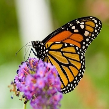 La Casa delle Farfalle nel Parco dell'Appia Antica